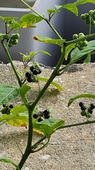 Cissus verticillata