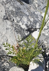 Notobubon ferulaceum