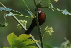 Ramphocelus carbo