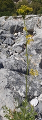 Notobubon ferulaceum