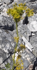 Notobubon ferulaceum
