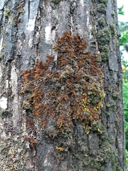 Frullania