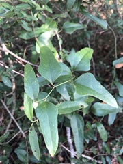 Smilax auriculata