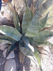 Agave marmorata