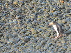 Megadyptes antipodes