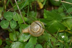 Fruticicola fruticum