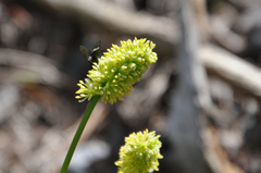 Tofieldia calyculata
