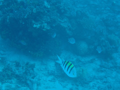 Abudefduf vaigiensis