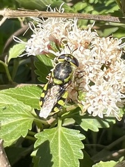 Hedriodiscus truquii