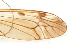 Tipula fuliginosa