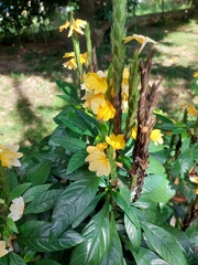 Crossandra fruticulosa