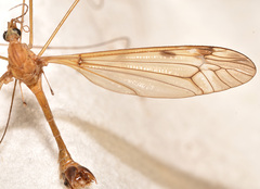 Tipula fuliginosa