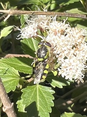 Hedriodiscus truquii