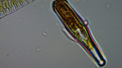 Bacillariophycidae