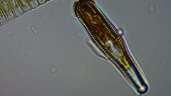 Bacillariophycidae