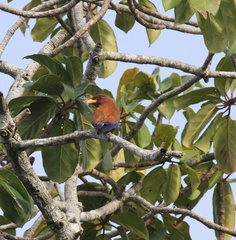 Eurystomus glaucurus