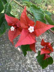 Bougainvillea glabra