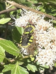 Hedriodiscus truquii