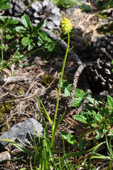 Tofieldia calyculata