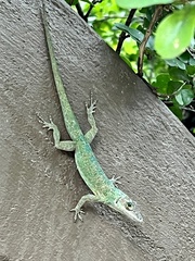Anolis richardii