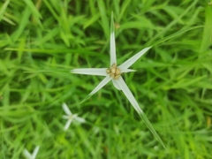 Rhynchospora colorata