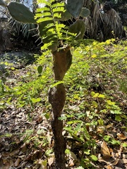 Cryptothecia striata