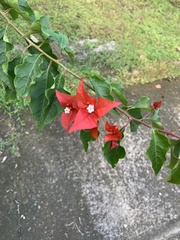 Bougainvillea glabra