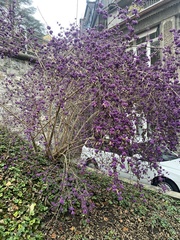 Callicarpa