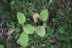 Primula elatior