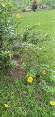 Allamanda cathartica