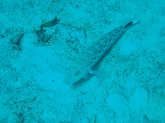 Parapercis hexophtalma