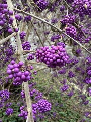 Callicarpa