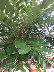 Simarouba