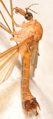Tipula fuliginosa