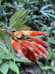 Psammisia ecuadorensis