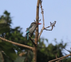 Halcyon senegaloides
