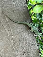 Anolis richardii