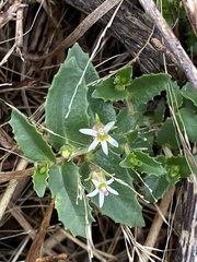 Lobelia concolor