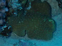 Porifera