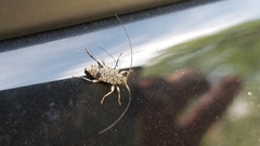 Hyperplatys maculatus