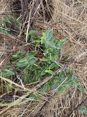 Lobelia concolor