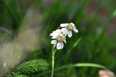 Achillea macrophylla
