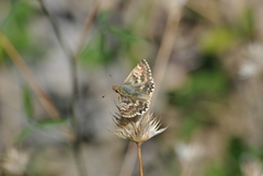 Muschampia proto