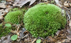 Leucobryum