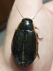 Dytiscus dimidiatus