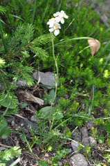 Achillea macrophylla