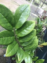 Zamioculcas