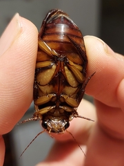 Dytiscus dimidiatus