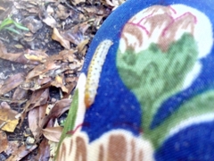 Macremphytus testaceus