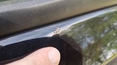 Hyperplatys maculatus